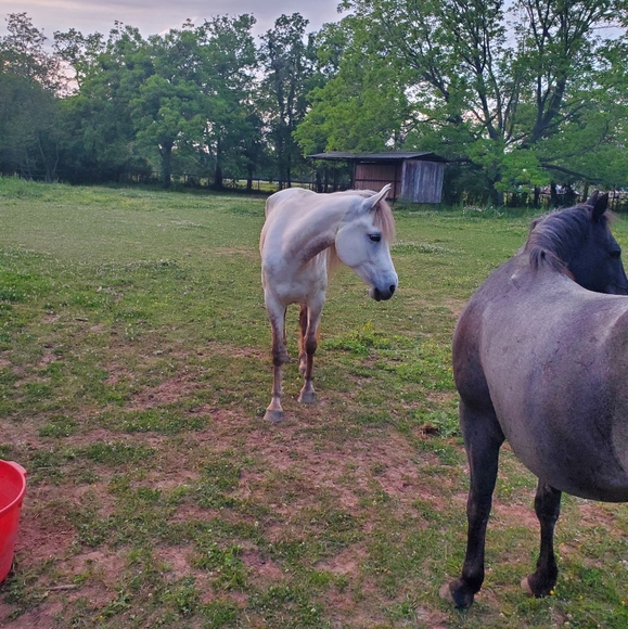 Meet your Posher, Craig - Picture 2 of 6